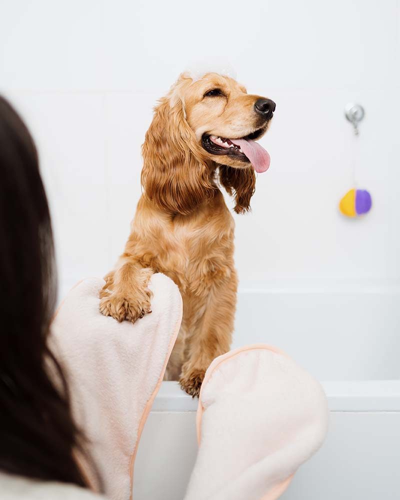 lovely-woman-taking-care-of-her-dog-at-home-in-the-4QQ8DK8.jpg lovely-woman-taking-care-of-her-dog-at-home-in-the-4QQ8DK8.jpg