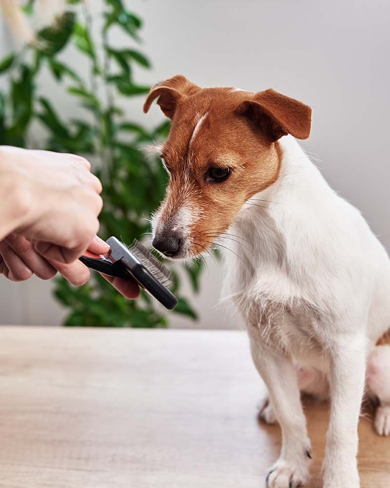 woman-brushing-dog-owner-combing-jack-russell-ter-6G9WBP8.jpg woman-brushing-dog-owner-combing-jack-russell-ter-6G9WBP8.jpg